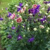 Aquilegia 'Nora Barlow' - Kurekell 'Nora Barlow' P11/0,75L
